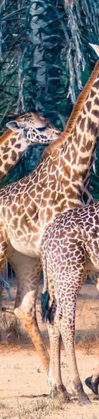 Girafes dans le parc national de Tarangire